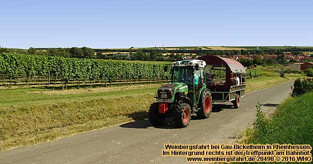 Weinbergsfahrt bei Gau-Bickelheim in Rheinhessen, sdlich von Bingen. Zwischen Gensingen, Bad Kreuznach, Alzey und Mainz.