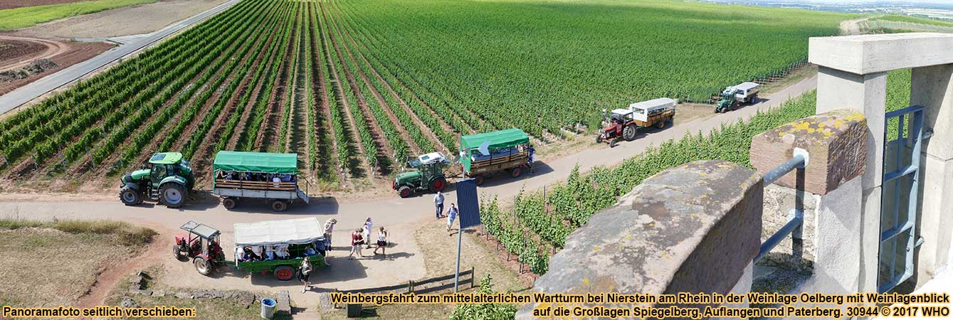 Weinbergsfahrt zum mittelalterlichen Wartturm bei Nierstein am Rhein in der Weinlage Oelberg mit Weinlagenblick auf die Grolagen Spiegelberg, Auflangen und Paterberg.